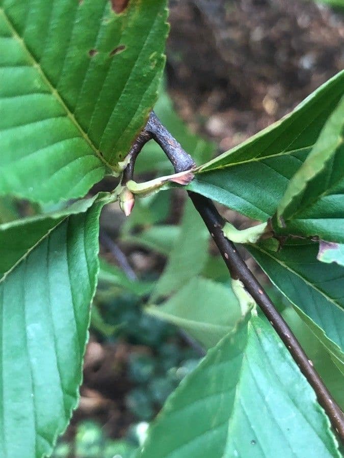 Thomsonaria 3
