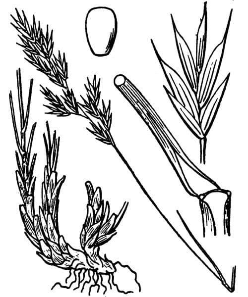 Festuca 5