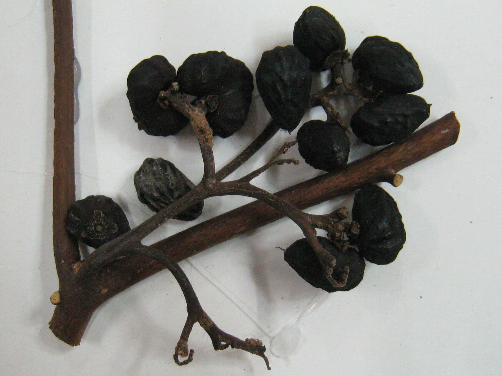 Cordia 5
