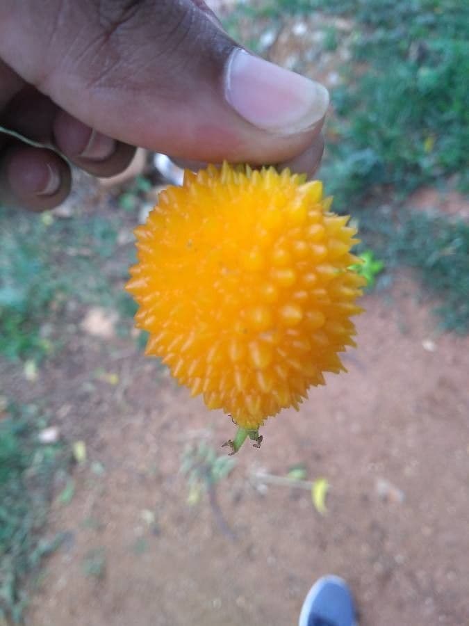 Melón espinoso 4