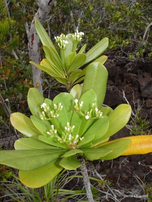 Rauvolfia