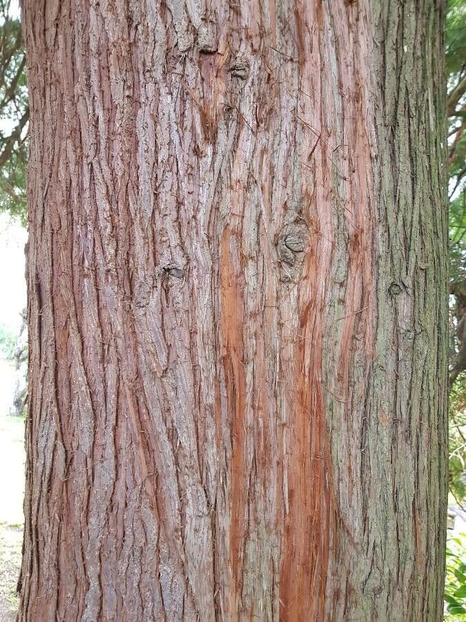 Northern white-cedar 24