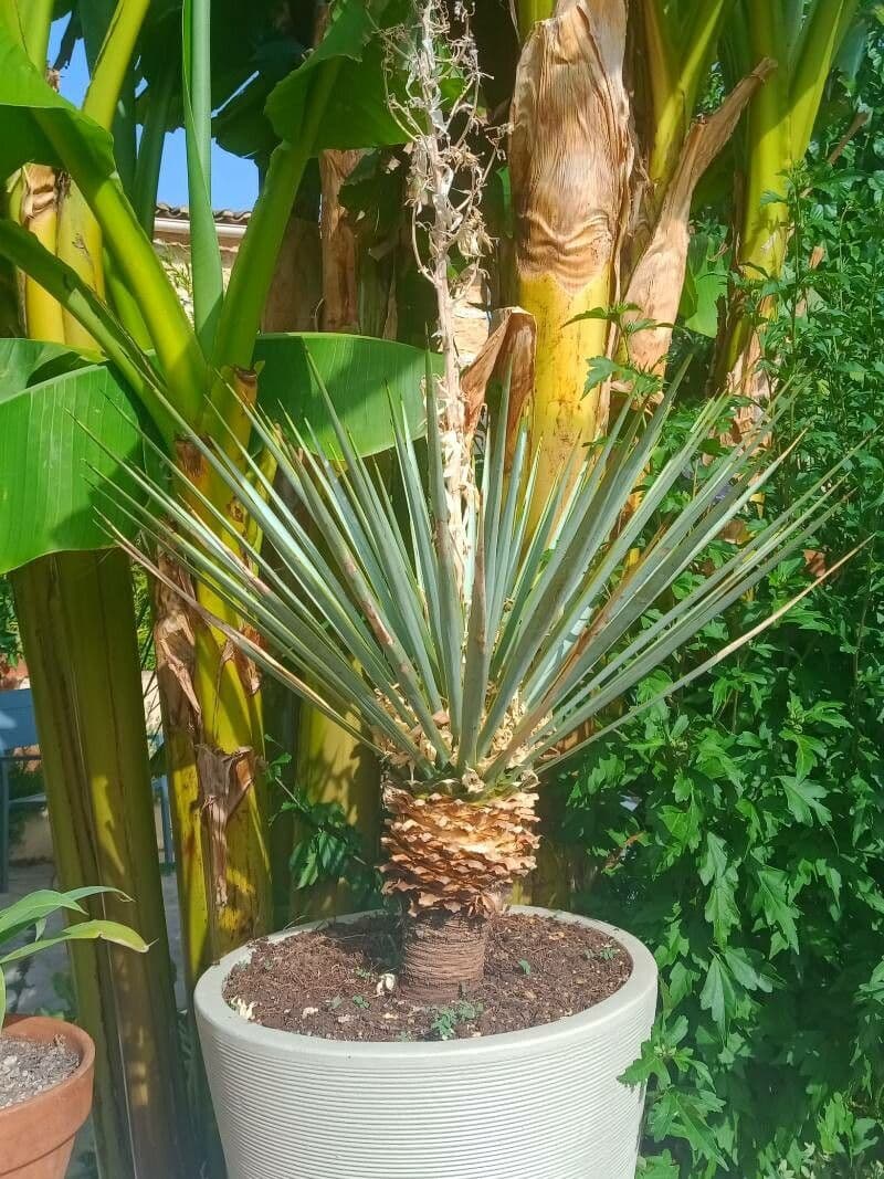 Yucca rostrata 7