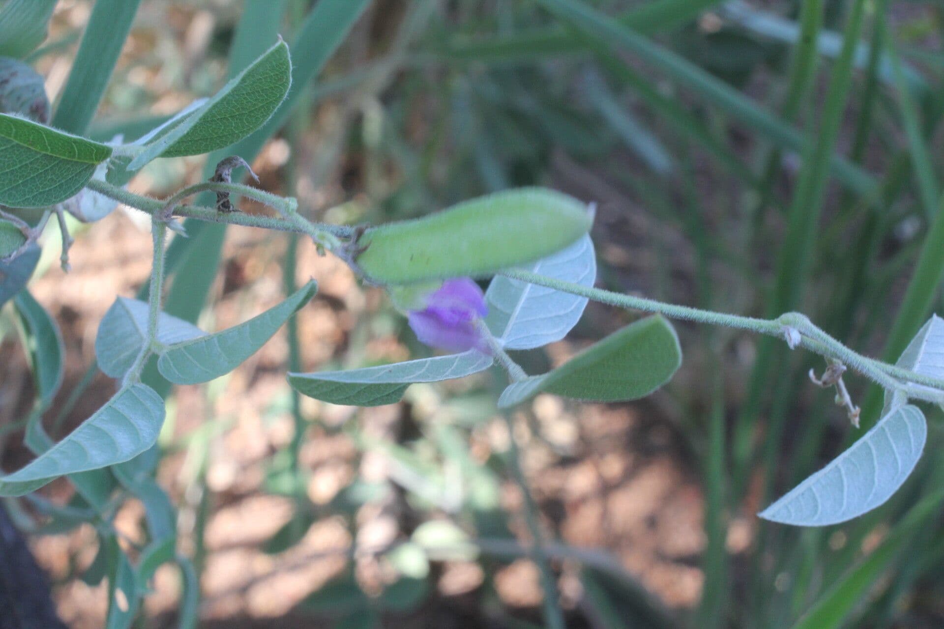 Galactia 6