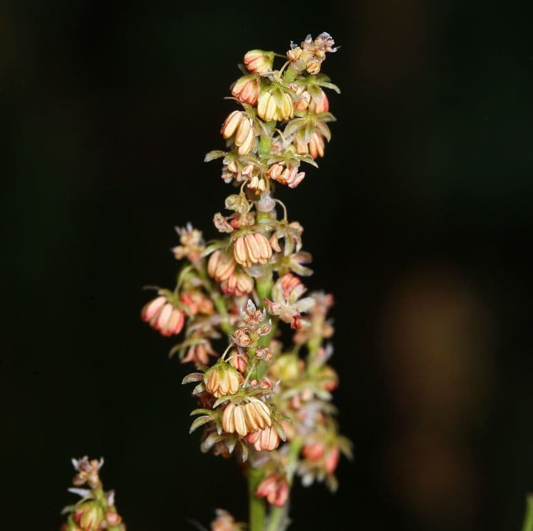 Acetosa alpina 2