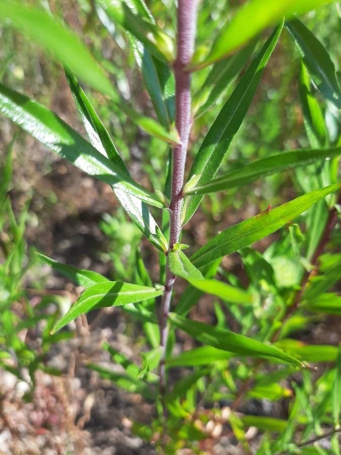 Collomia grandiflora 17
