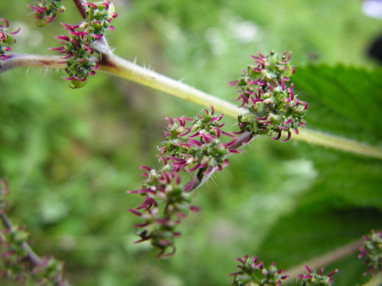 Laportea 3