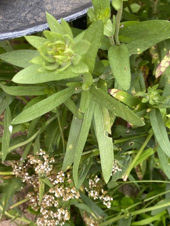 Gaillardia 17