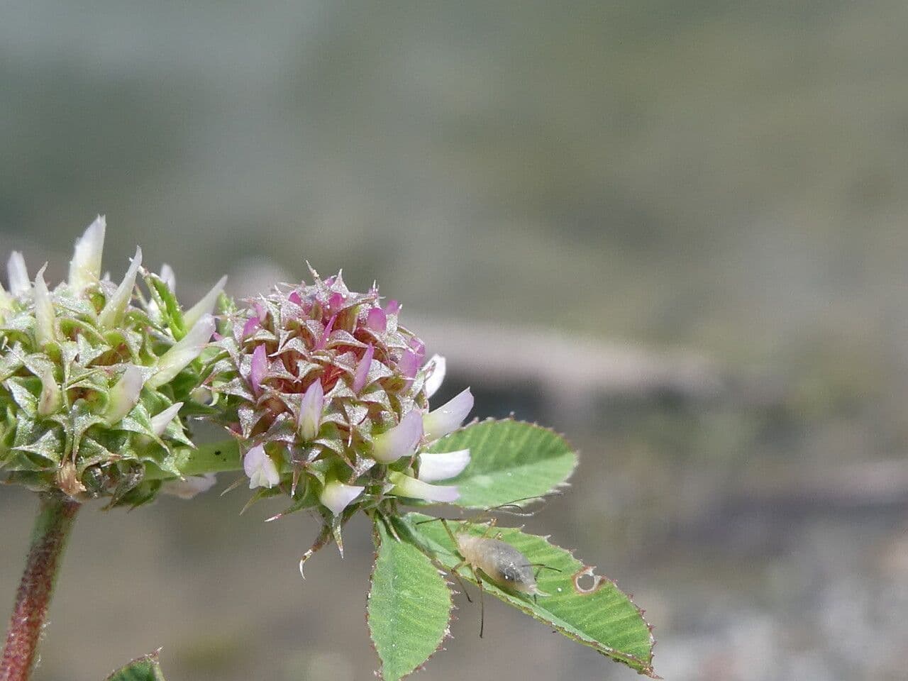Trifoglio agglomerato 9