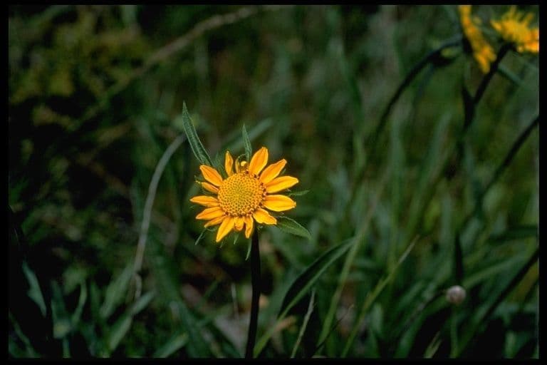 Helianthella 5