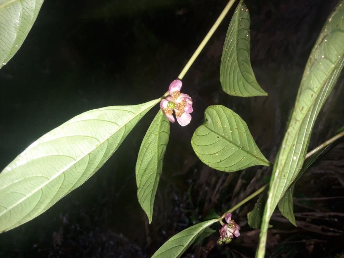 Palicourea 3