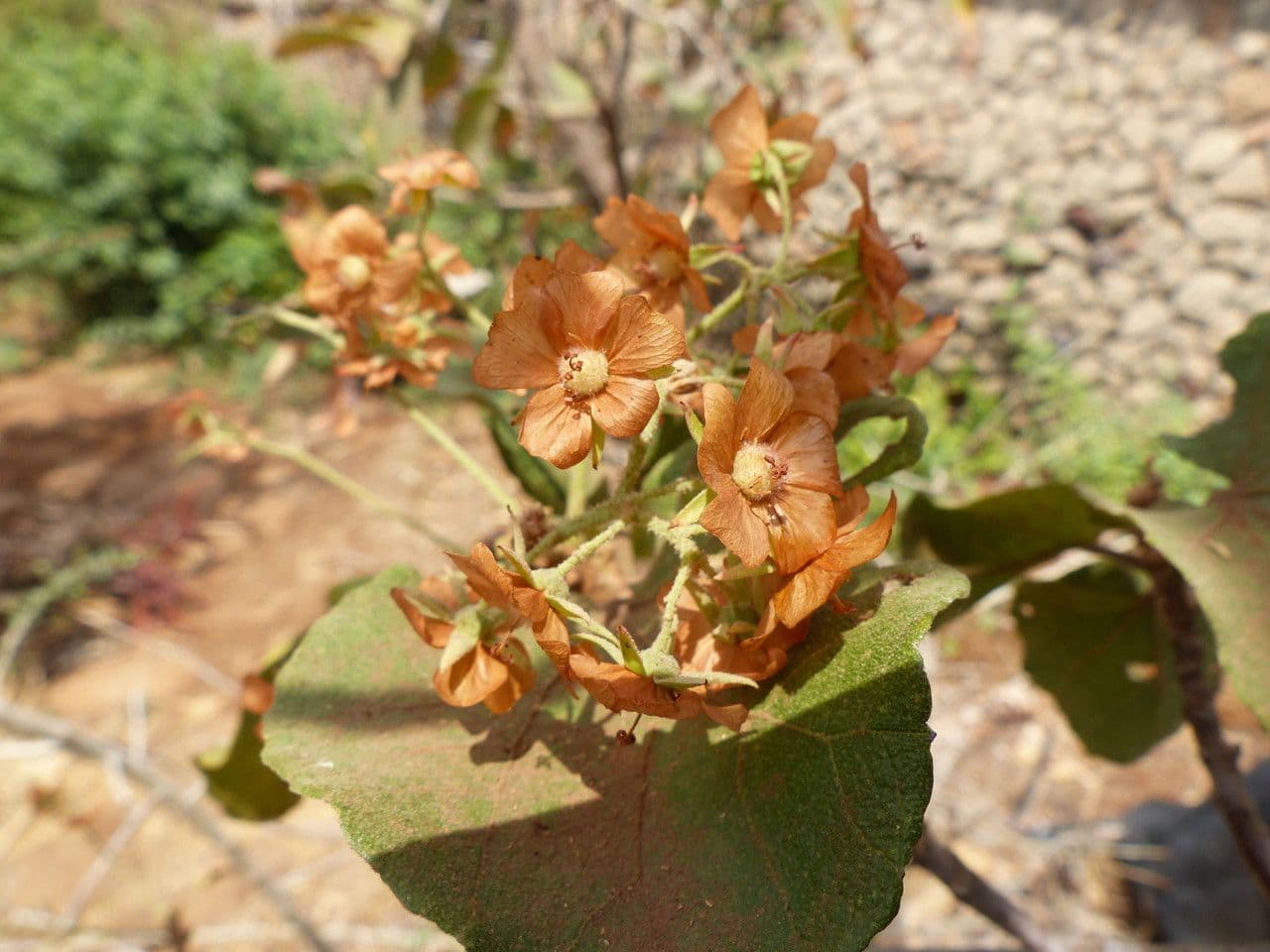 Rundblättrige Dombeya