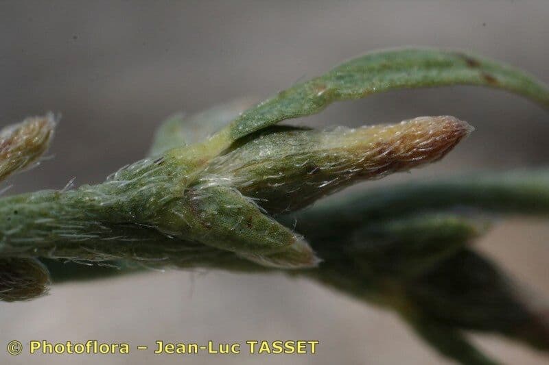Passerina