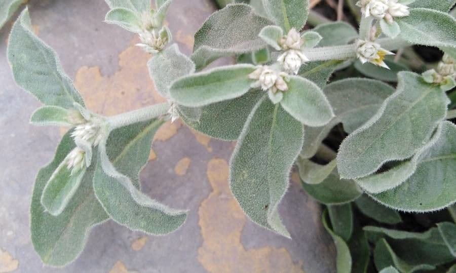 Croton capitatus 9