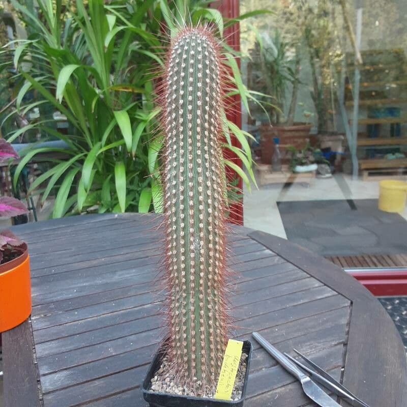 Cleistocactus 9