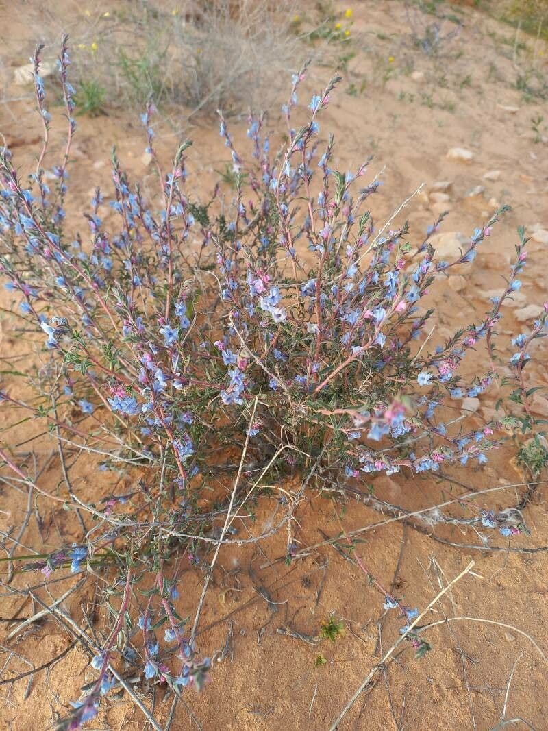 Echiochilon 13