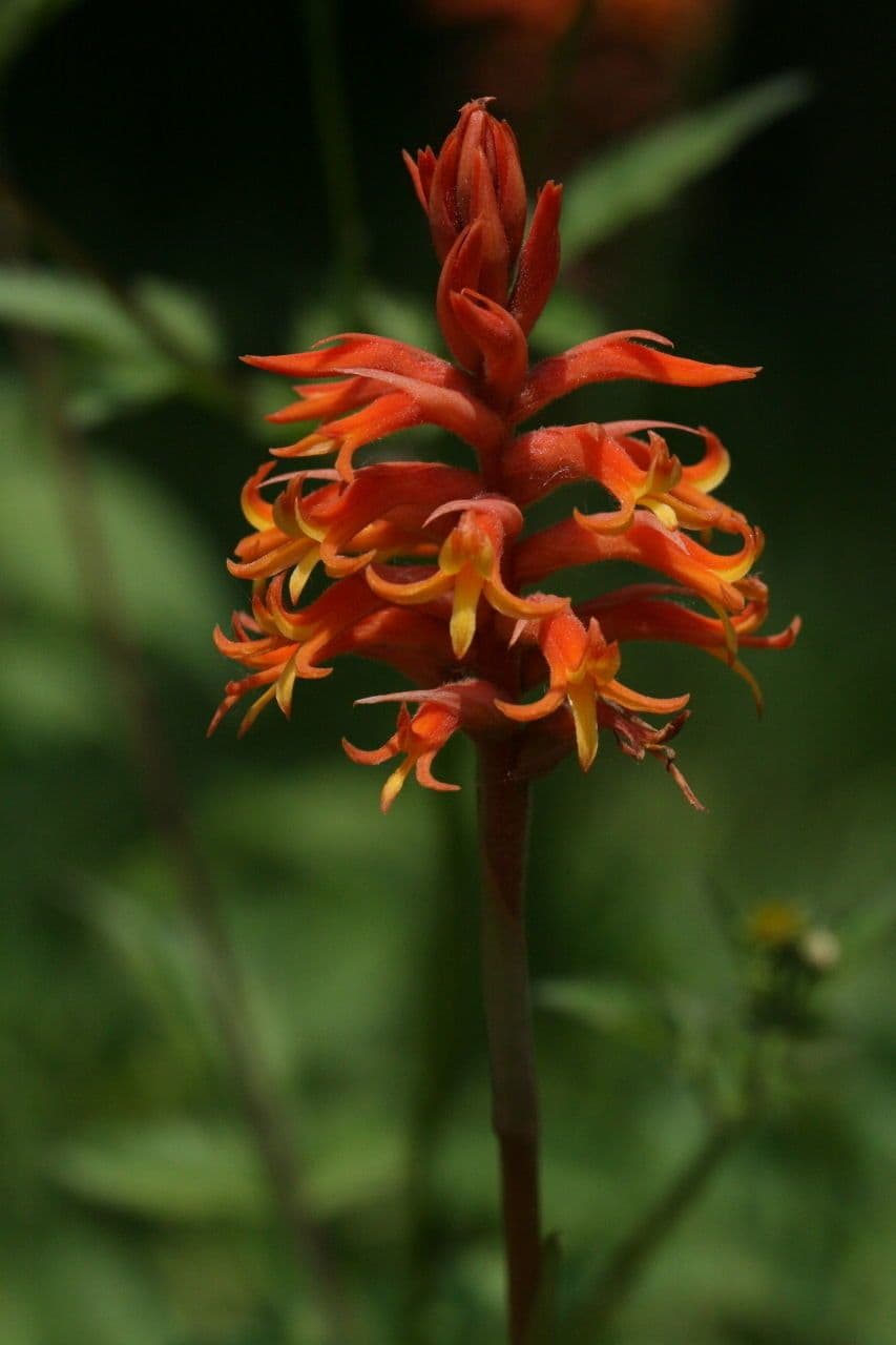 Dichromanthus cinnabarinus