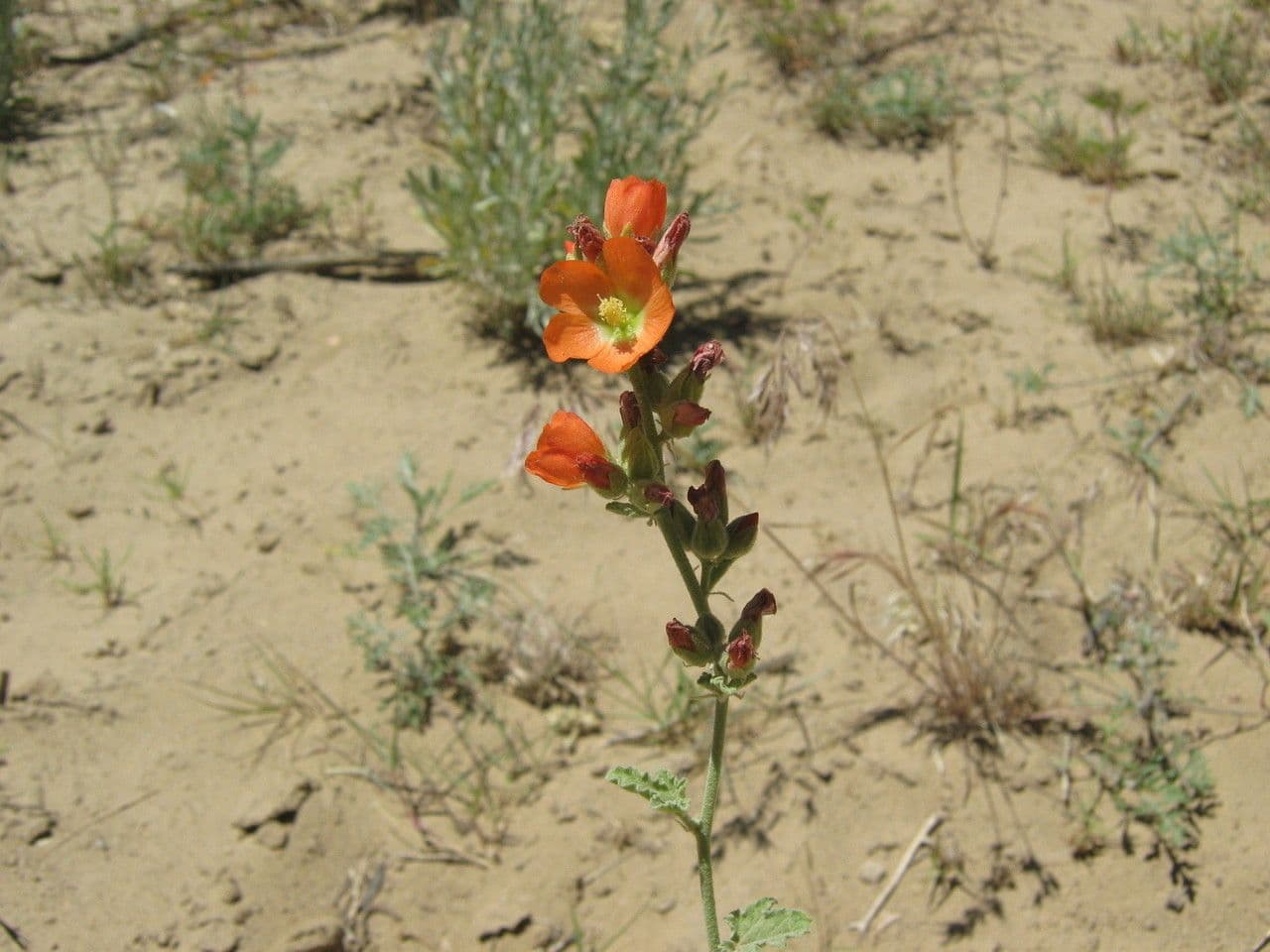 Sphaeralcea 7