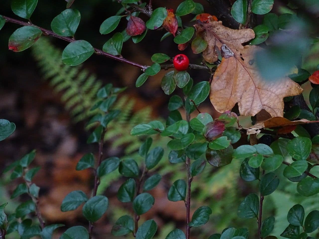 Cotoneaster