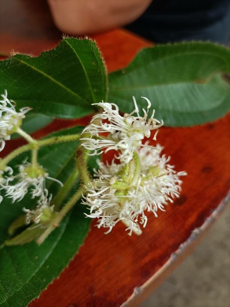 Miconia affine 6
