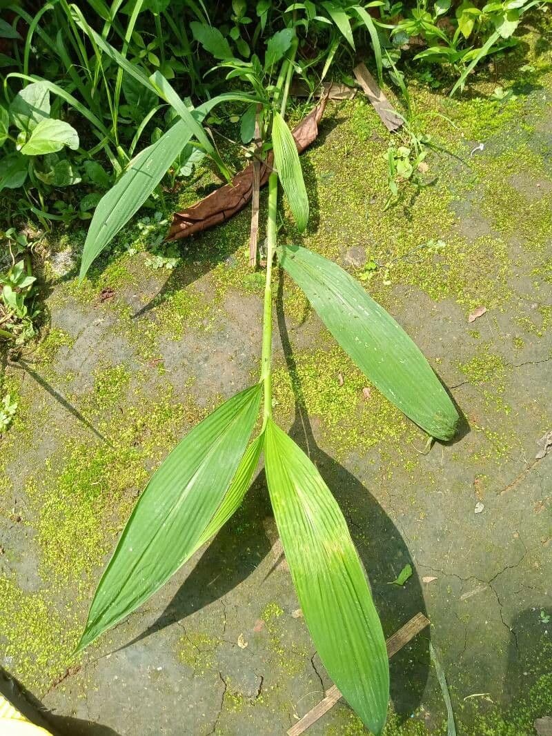 Setaria barbata 14