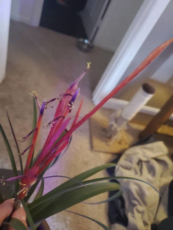 Tillandsia pancia 6