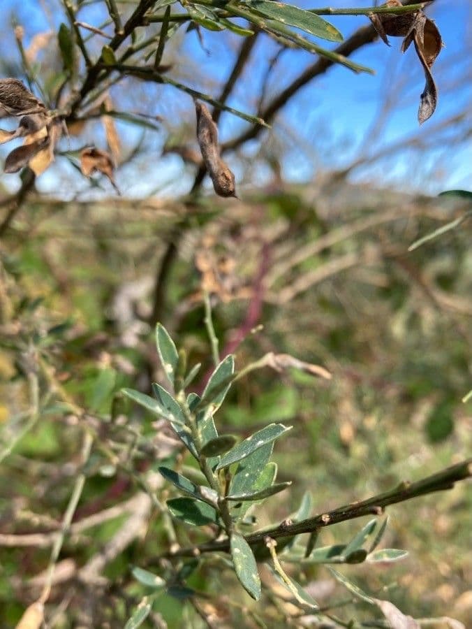 Ginestra 17