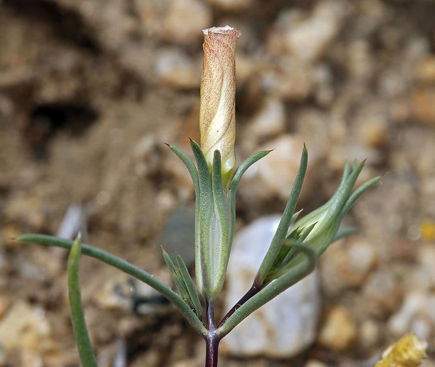Linanthus 14