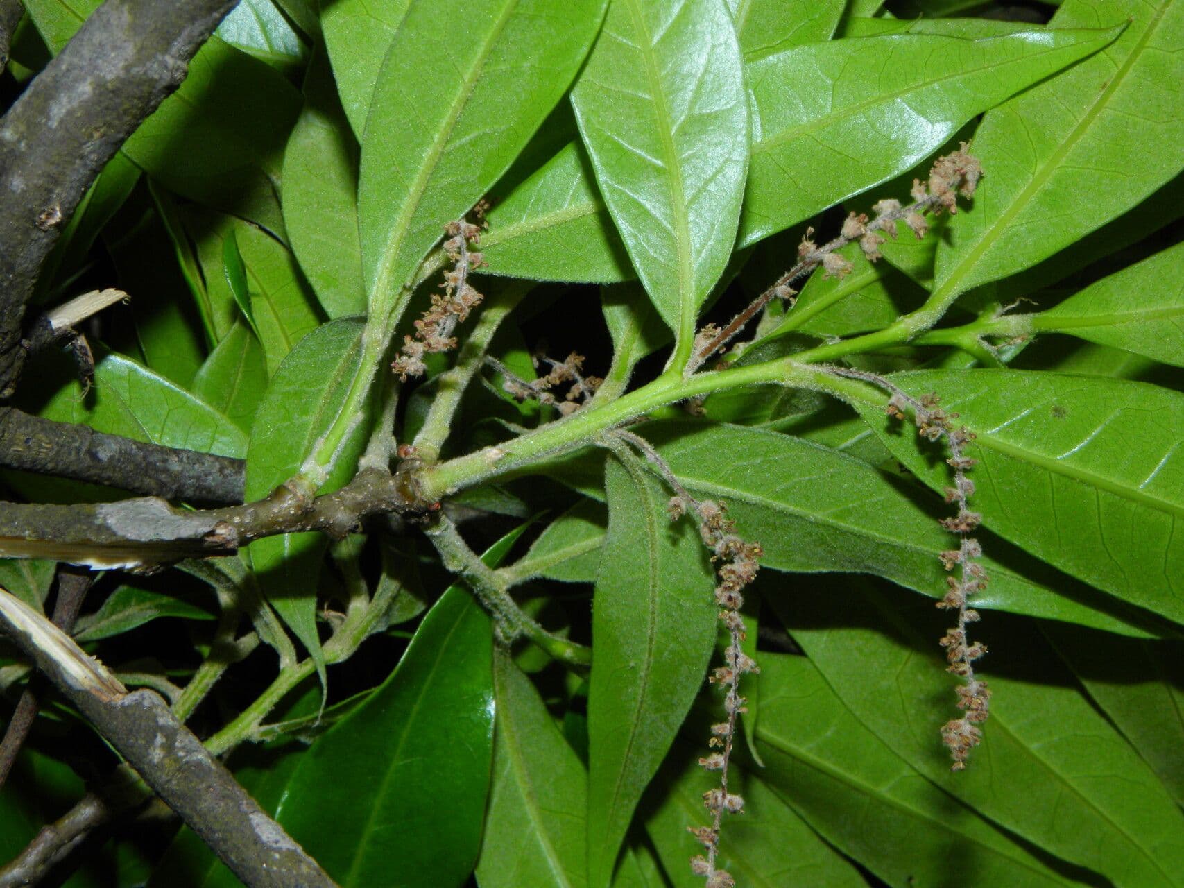 Quercia 10