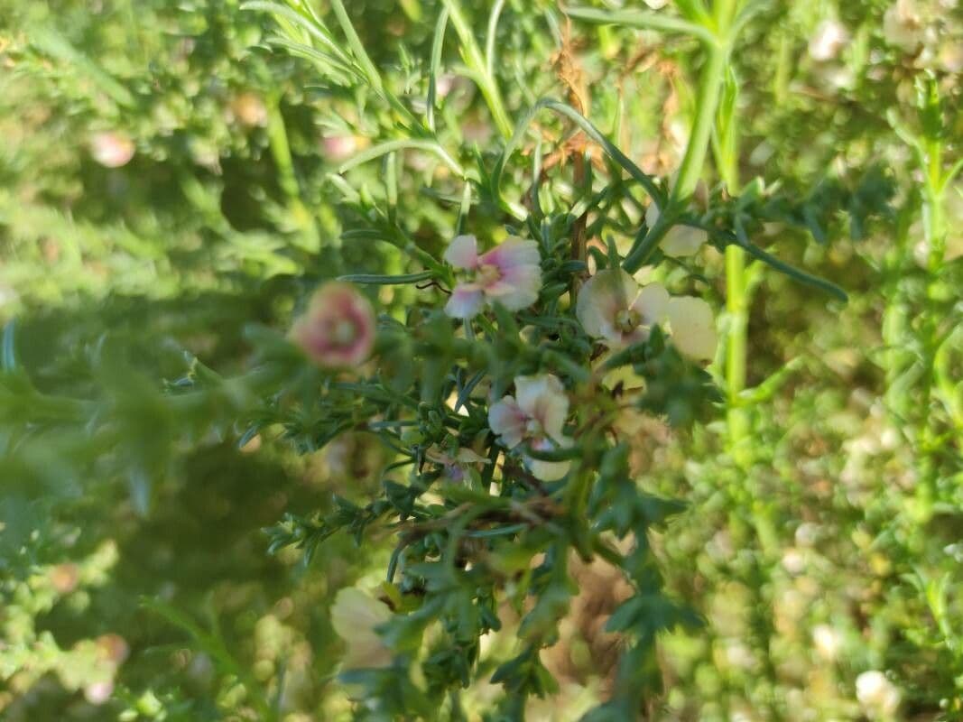Salsola oppositifolia 6