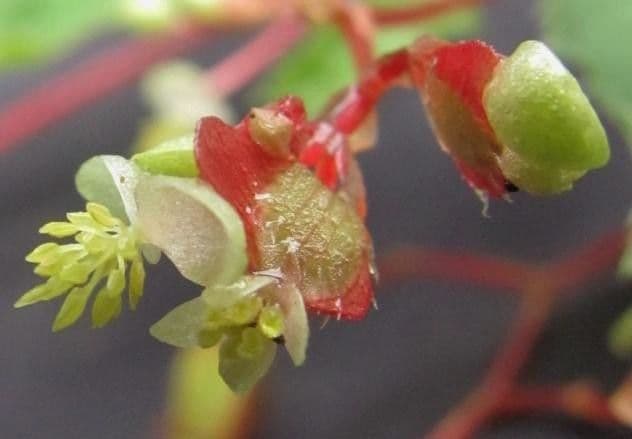 Begonia 2