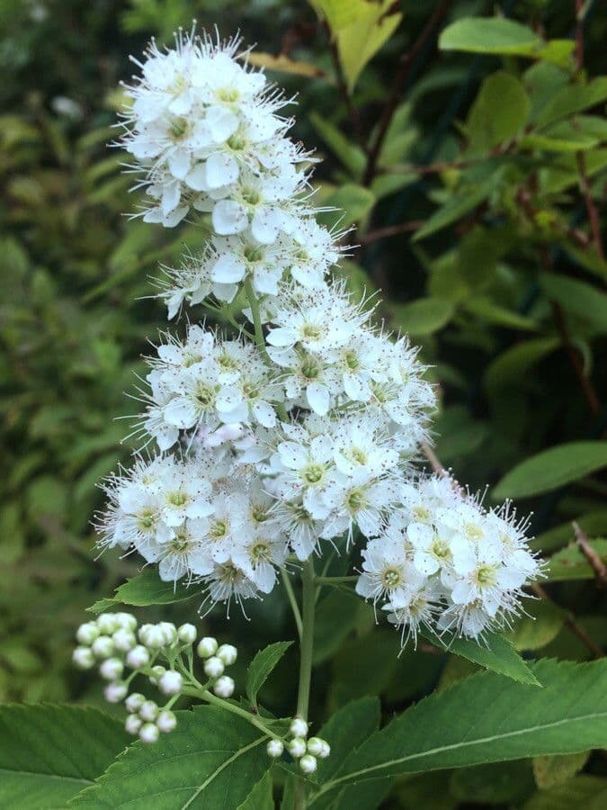 Spirea bianca 9