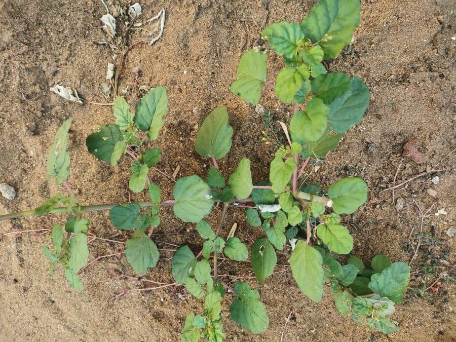 Boerhavia erecta 19