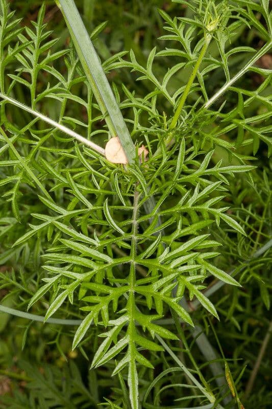 Scabiosa triandra 16