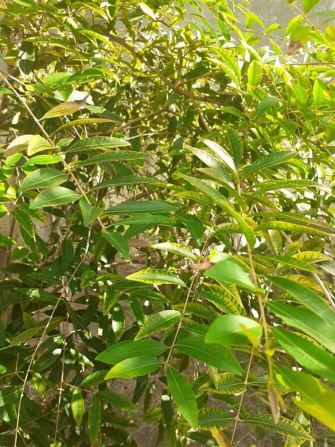 Eugenia 15