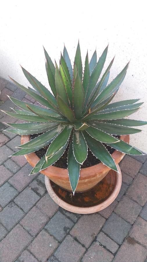 Agave 3