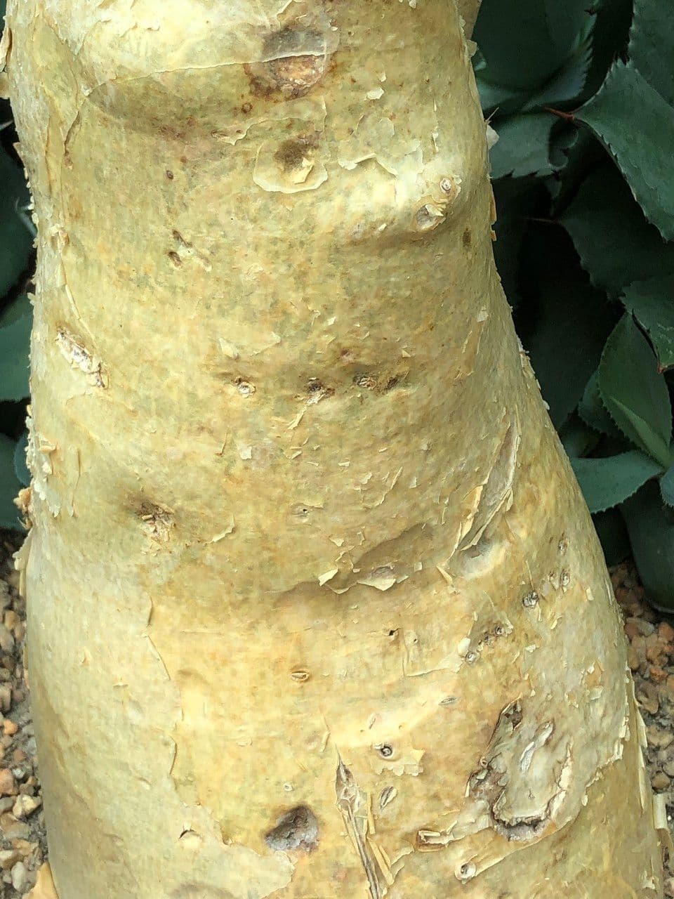 Cyphostemma 8