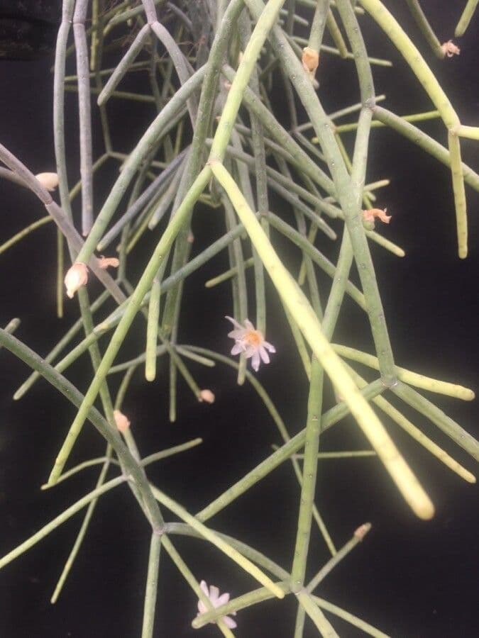 Rhipsalis 3