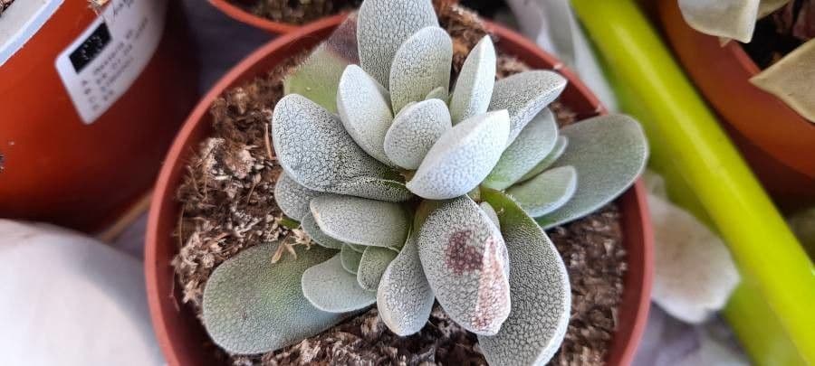Crassula del tetto 4