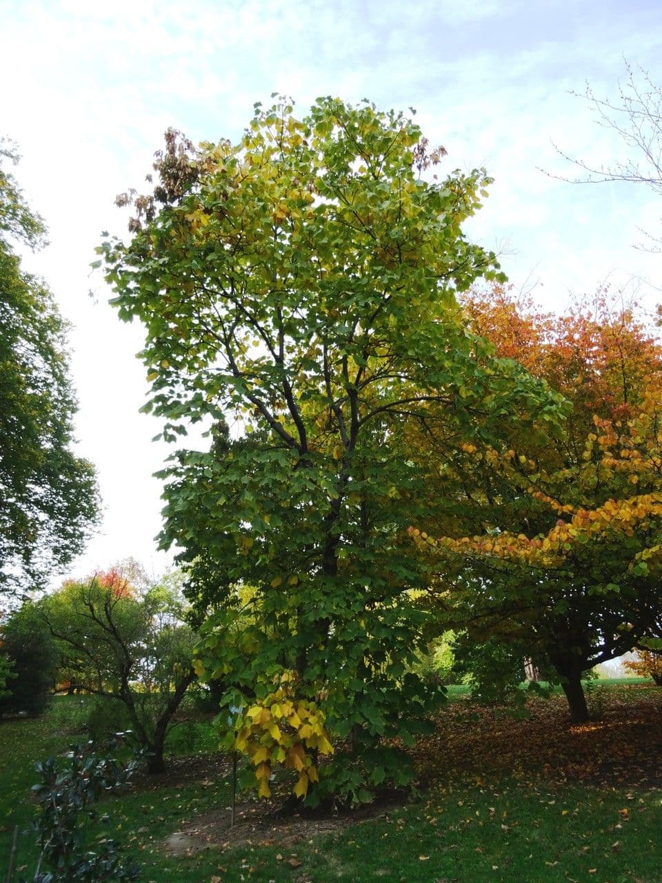 Chinesischer Flaschenbaum 14