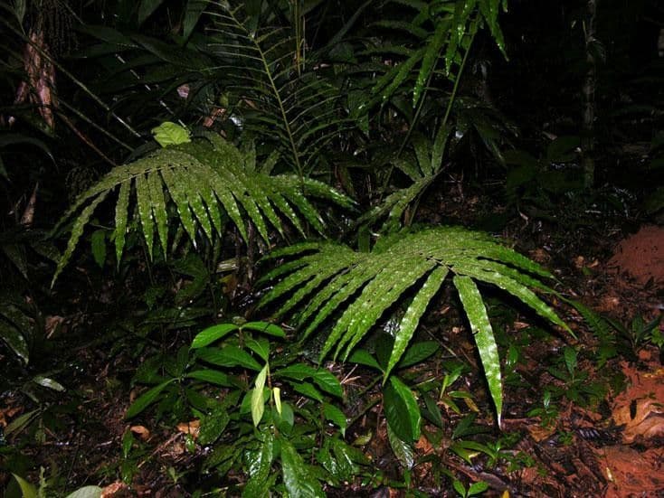 Thelypteris