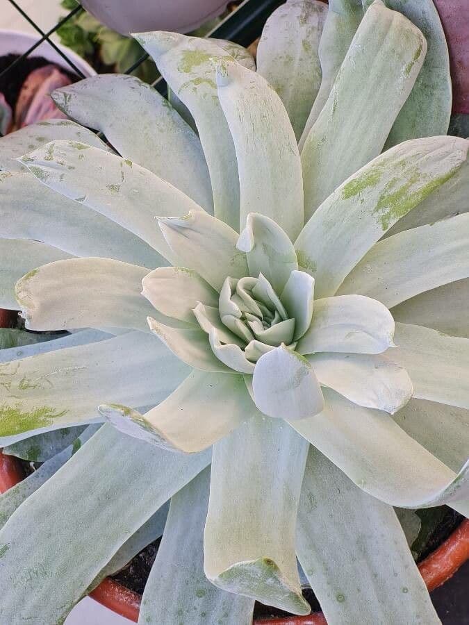 Dudleya pulverulenta 5