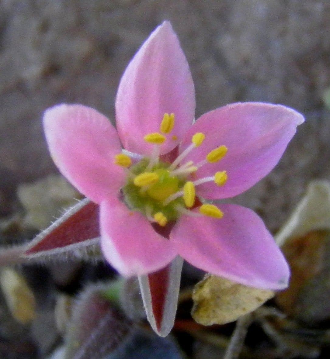 Rhodalsine 4