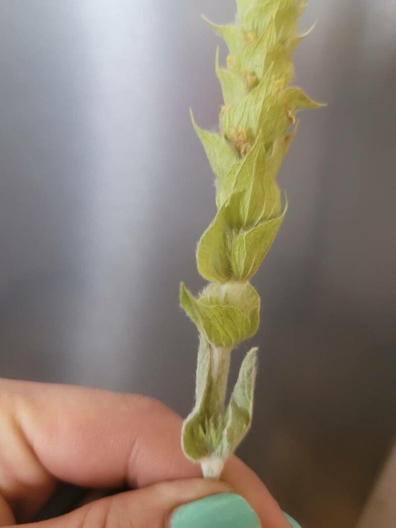 Sideritis syriaca 3