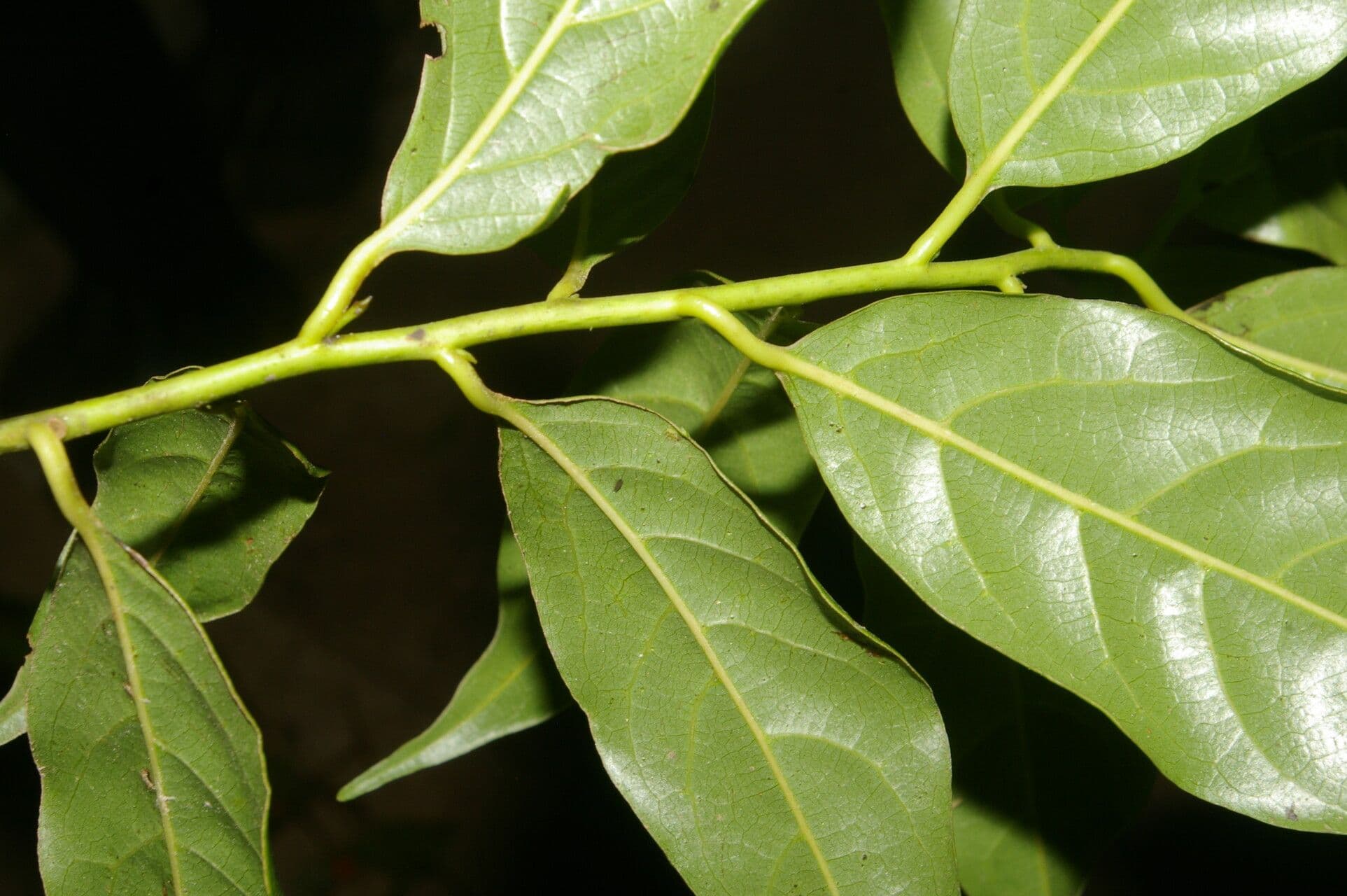 Ocotea tenera 8