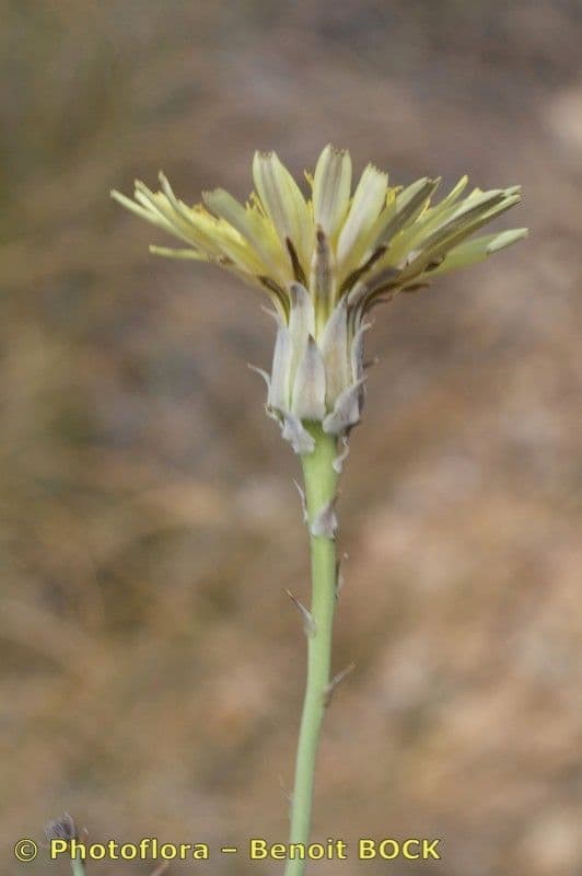 Launaea 2