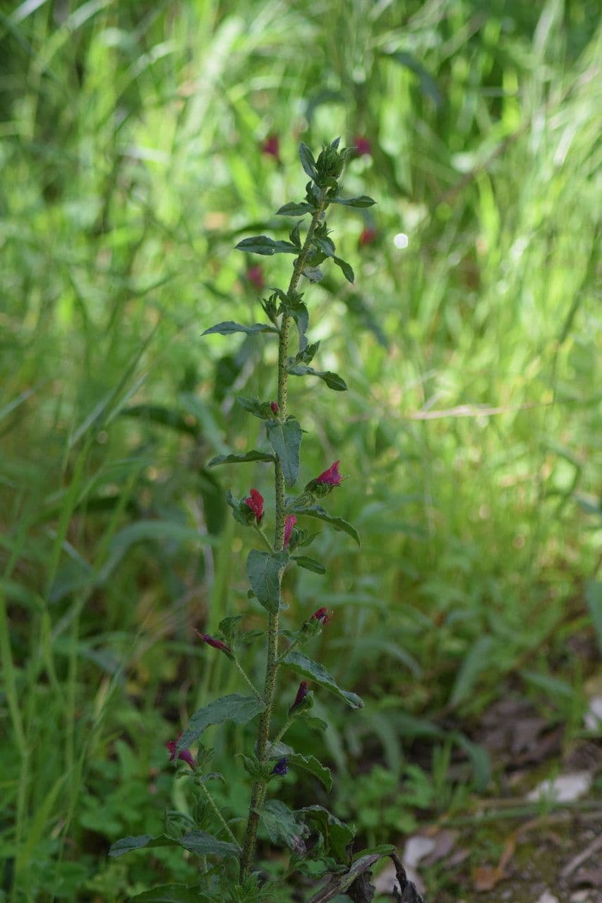 Echium rosulatum 19