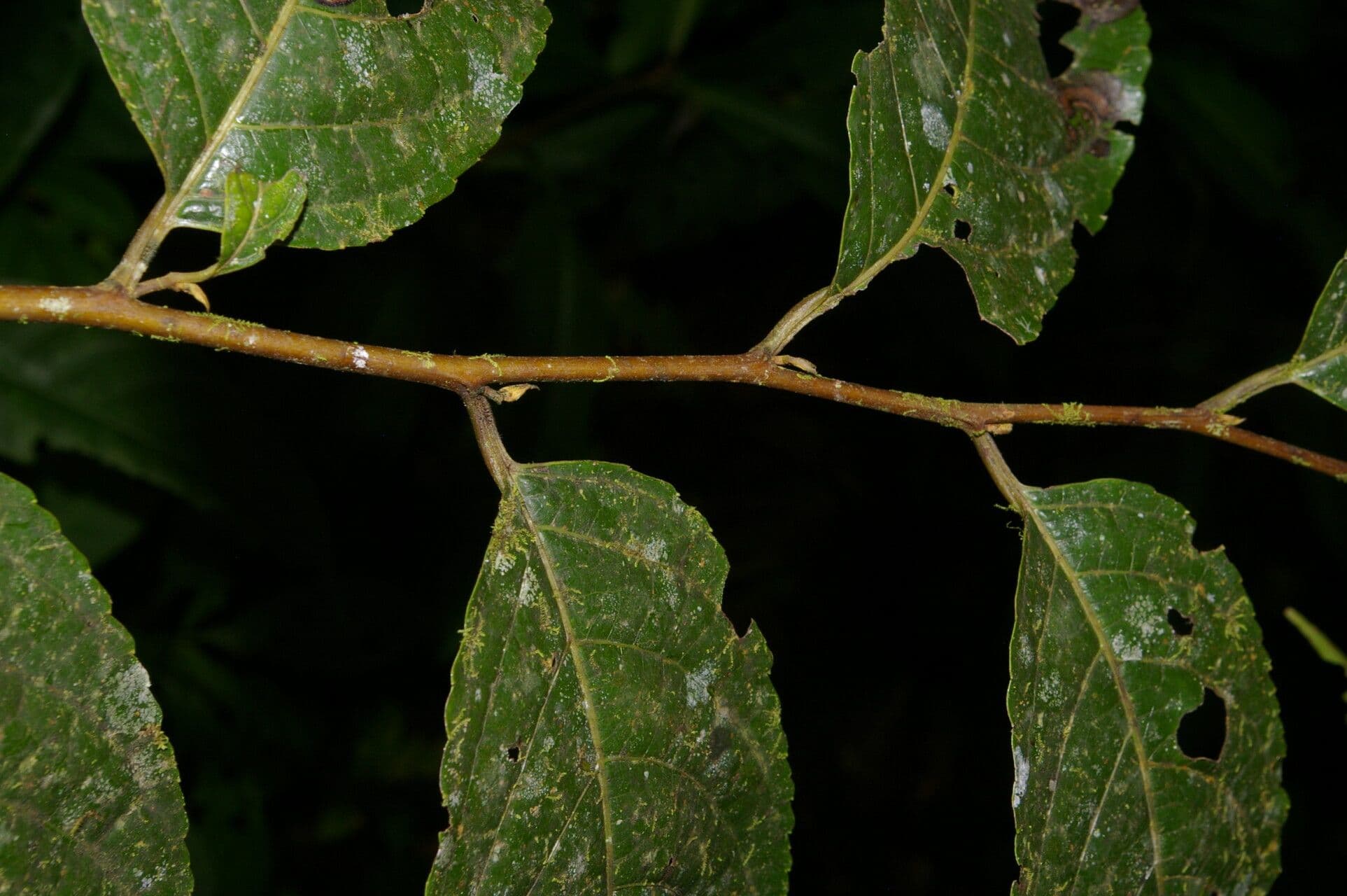 Perrottetia 7