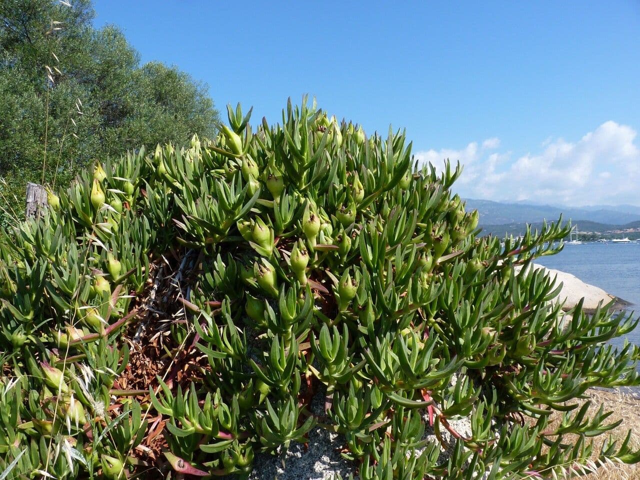 Fico degli Ottentotti 30