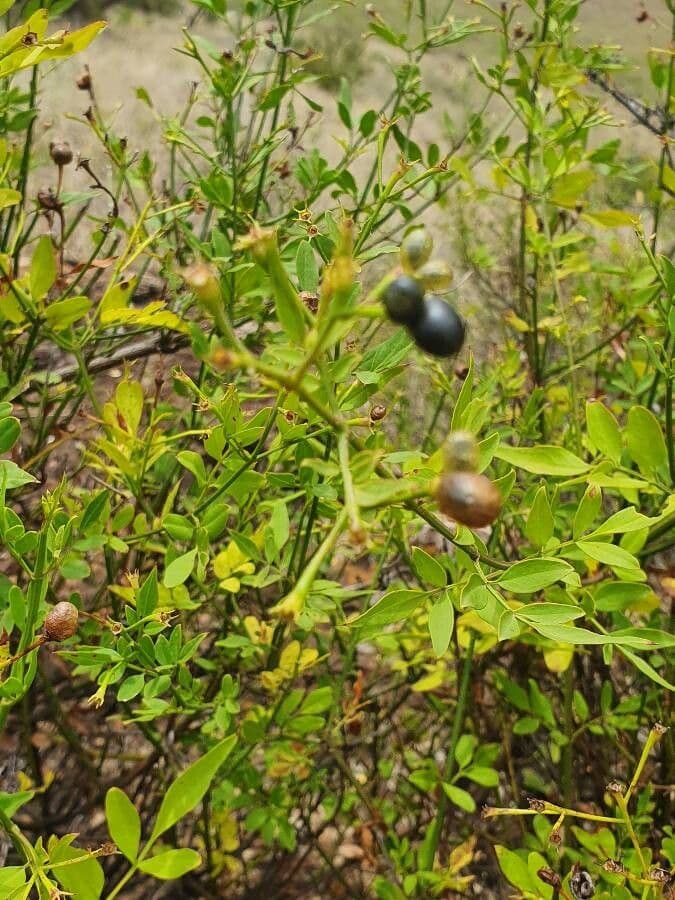 Großblütiger Jasmin
